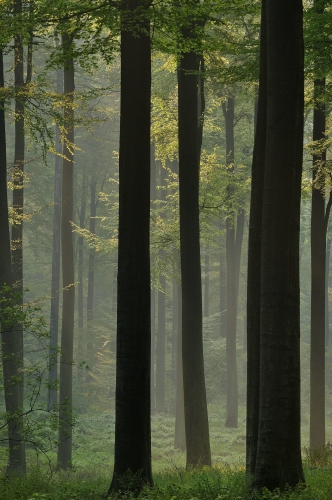 17-nature-photography-sonian-forest-brussels